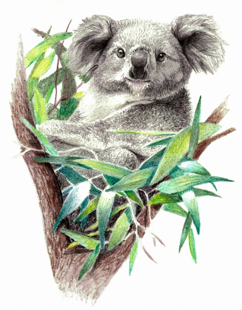 Как нарисовать коалу пошагово | Koala Drawing #рисунки