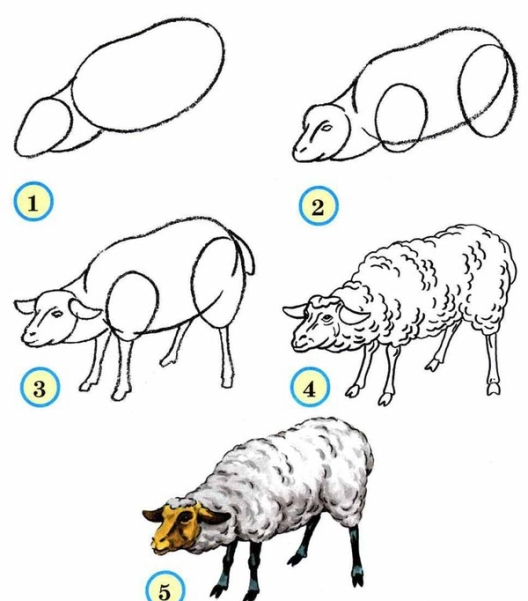 Узнаем как правильно нарисовать овечку поэтапно?