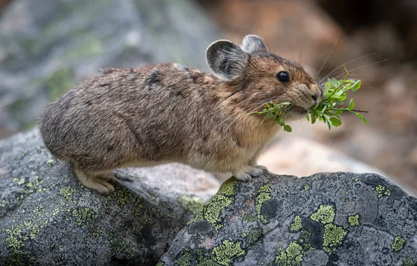 Pika! Charging Wallpaper