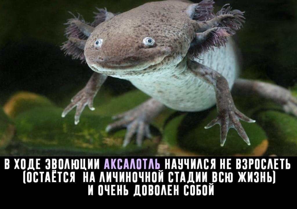 Смешные картинки Аксолотль