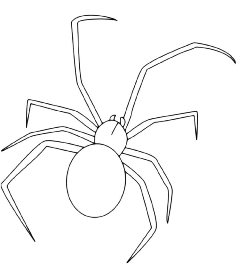 How to Draw Animals: Spiders, Popular