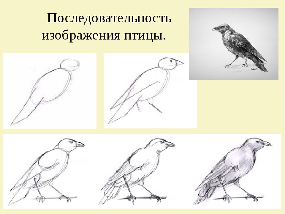 Как нарисовать грача поэтапно карандашом