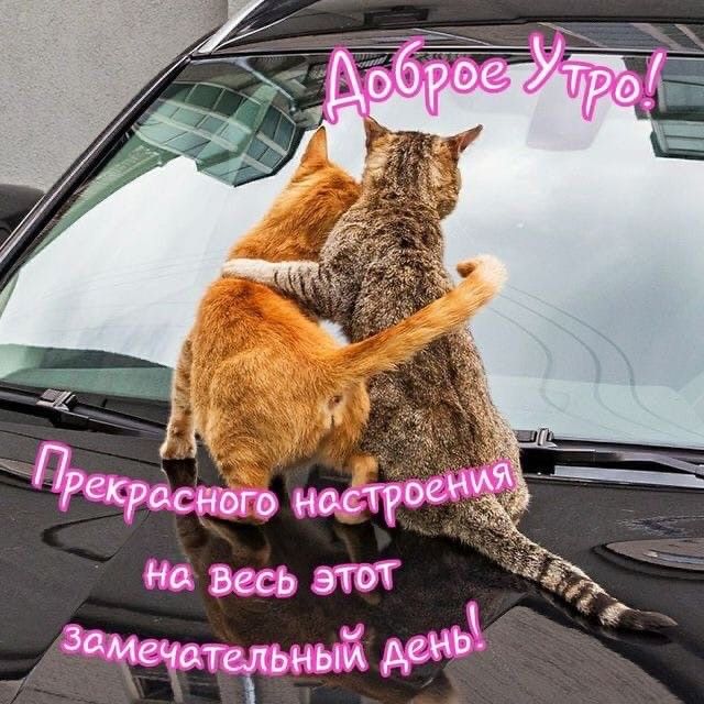 ДОБРОЕ УТРО , Котик Картинки Пожелания Добавь | #утро #котик