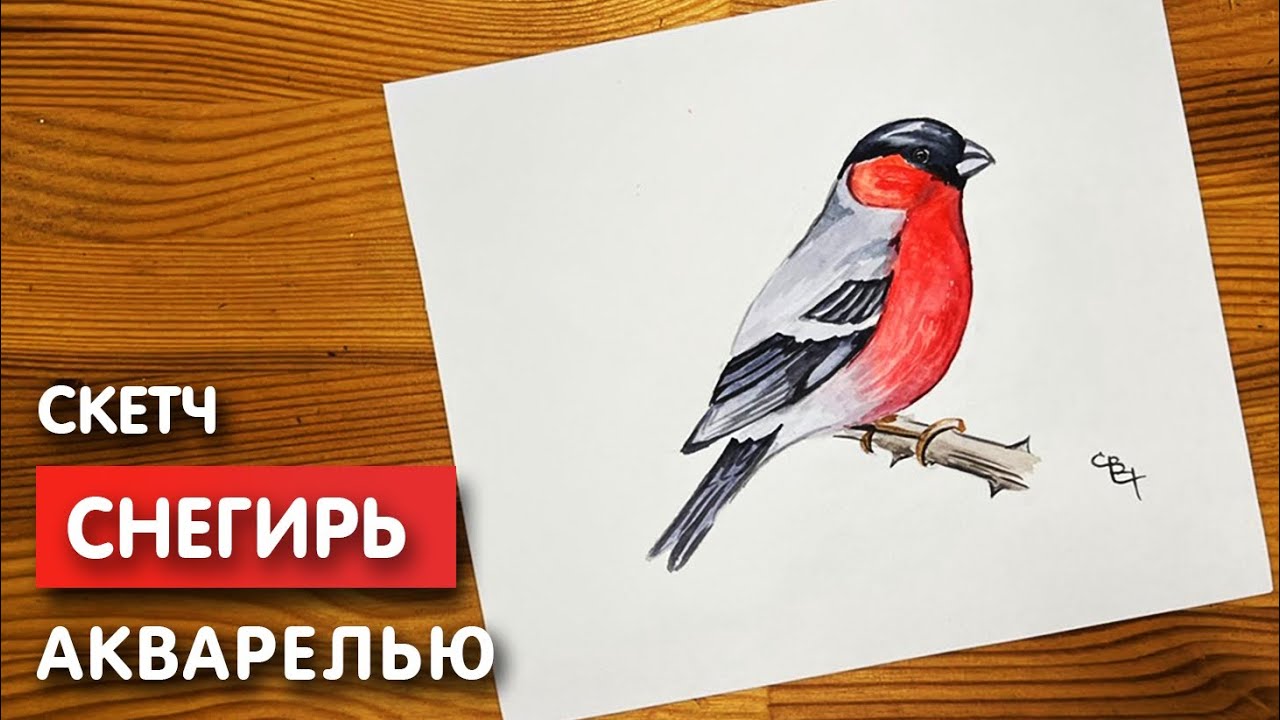 РИСУЕМ СНЕГИРЯ | Мария Витеско | ВКонтакте