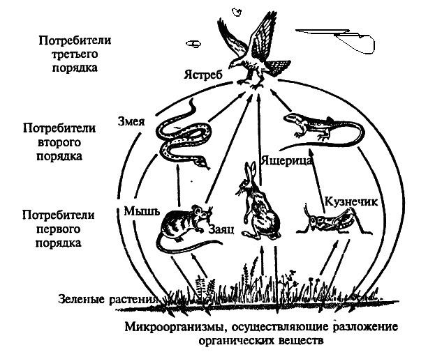 Задача №38730: 20. Экосистемная