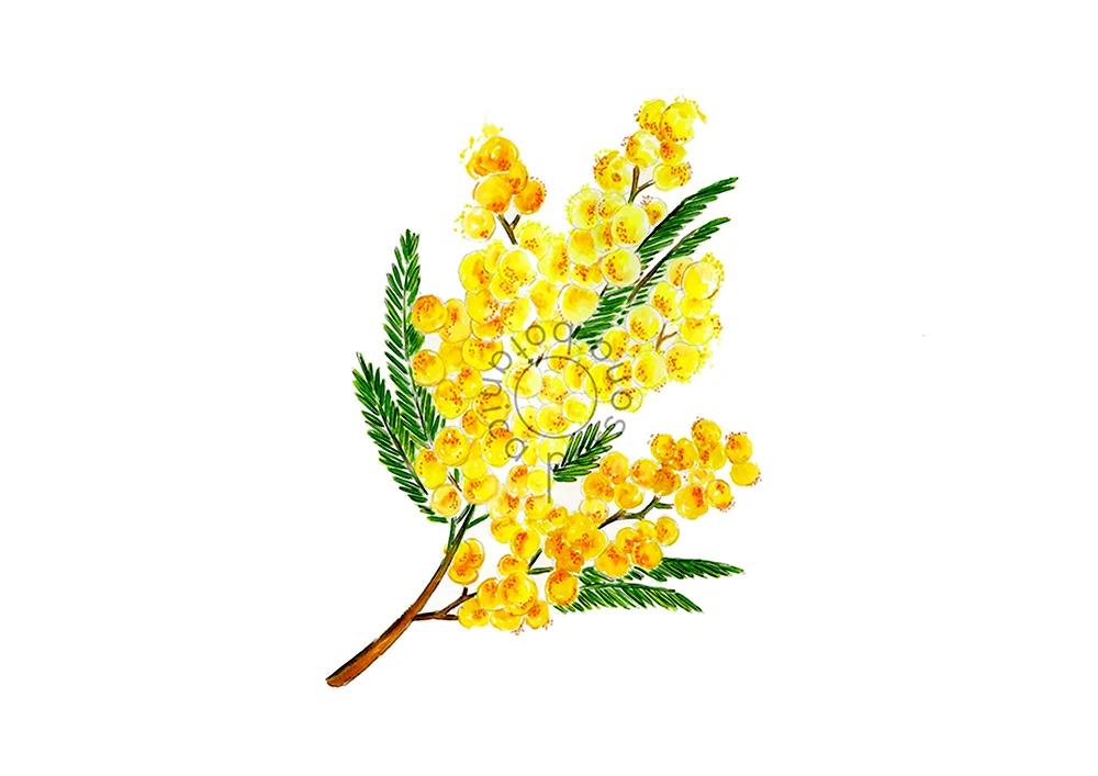 Векторный Угловой Букет Контура Mimosa Или Acacia Dealbata