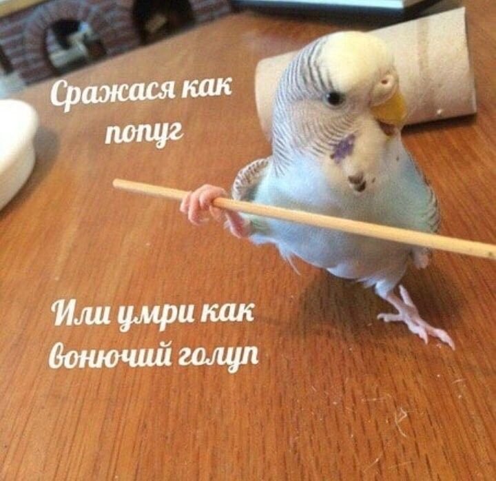 Попугаи и мемы | 🦜 2024 | ВКонтакте