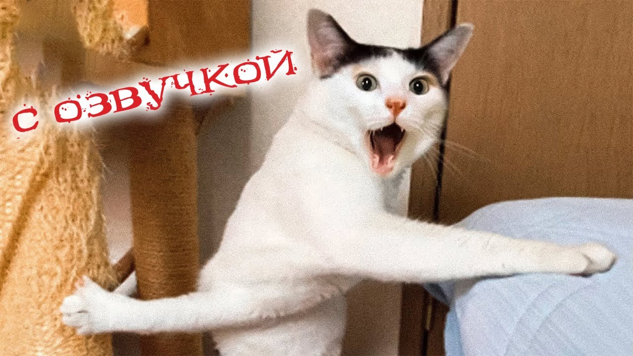 Смешные Котята До Слёз | TikTok