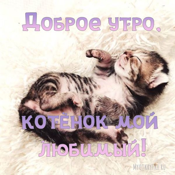 Кот Потягушки Доброе Утро | TikTok