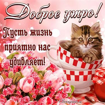 💗 КОТЯТА / ДОБРОГО УТРА / ДОБРОЕ УТРО / С ДОБРЫМ УТРОМ