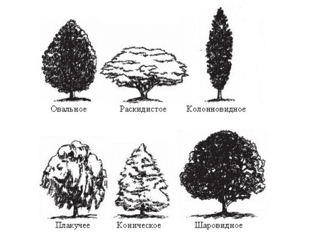 Плакучая форма кроны дерева