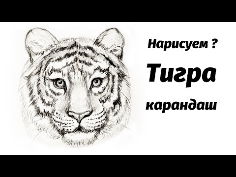 Лицо Тигра: векторные изображения и иллюстрации, которые