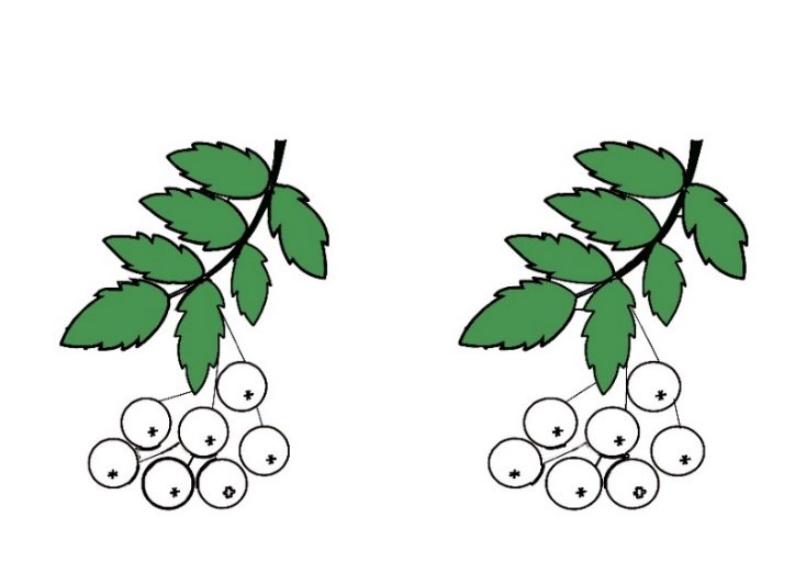 Трафареты ветки рябины для вырезания из бумаги 