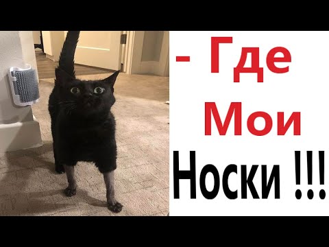 Приколы Про Кота И Наташу | TikTok