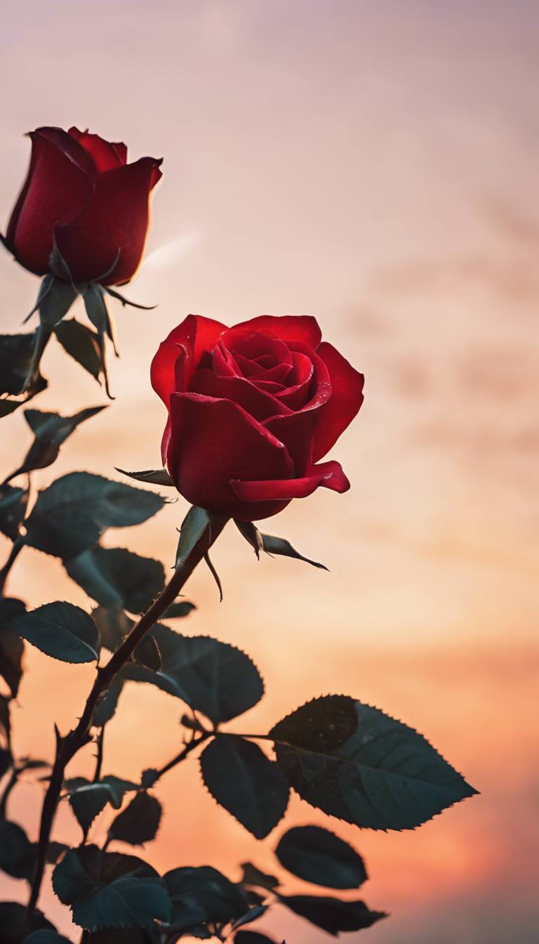 155,263 Rose Wallpaper Stock Photos