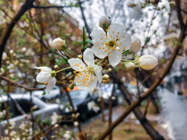 Обои цветы, весна, happy, невеста, венок, свадьба, flowers