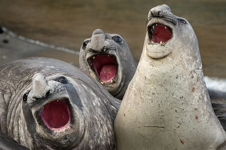 Comedy Wildlife Photography Awards: финалисты премии