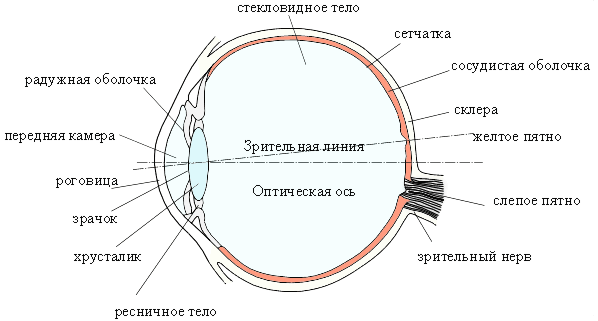 Как нарисовать глаза с помощью