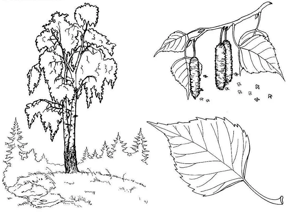 березы Раскраски распечатать бесплатно.