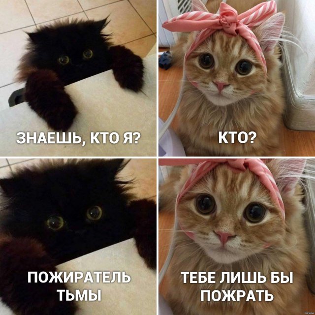 Мемы кот