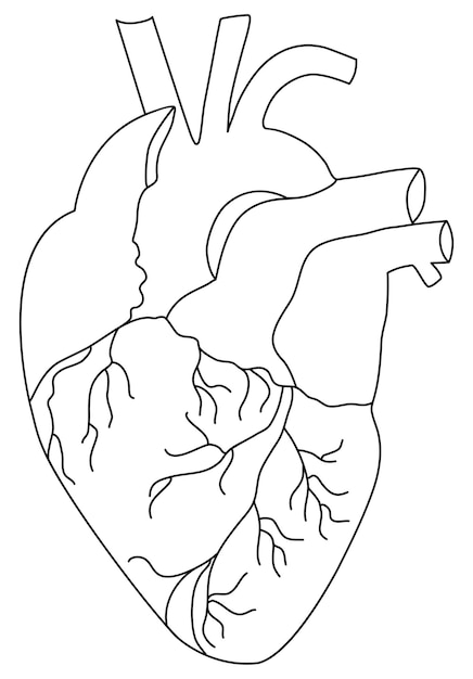 Единая постоянная линия анатомическое человеческое сердце