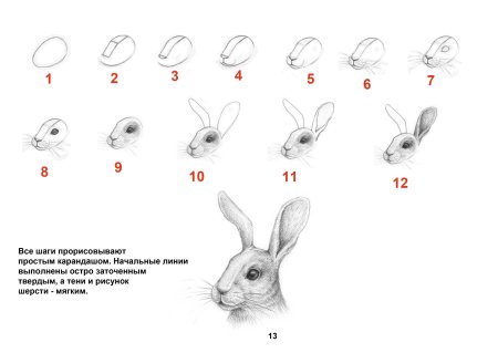 Как нарисовать зайца поэтапно карандашом