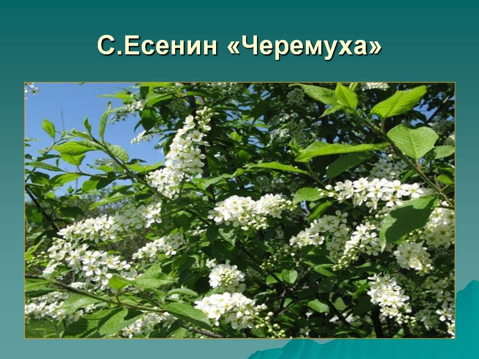 Сыплет черемуха снегом.Стихотворения и