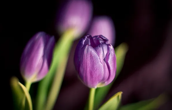 wood, flowers, beautiful