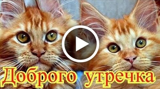 Доброе утро и Смешные животные: истории из жизни, советы