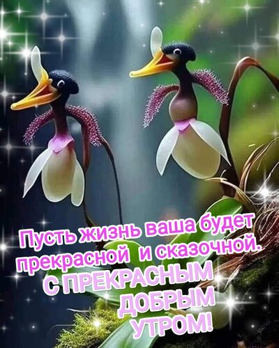 Доброе утро с птицами 