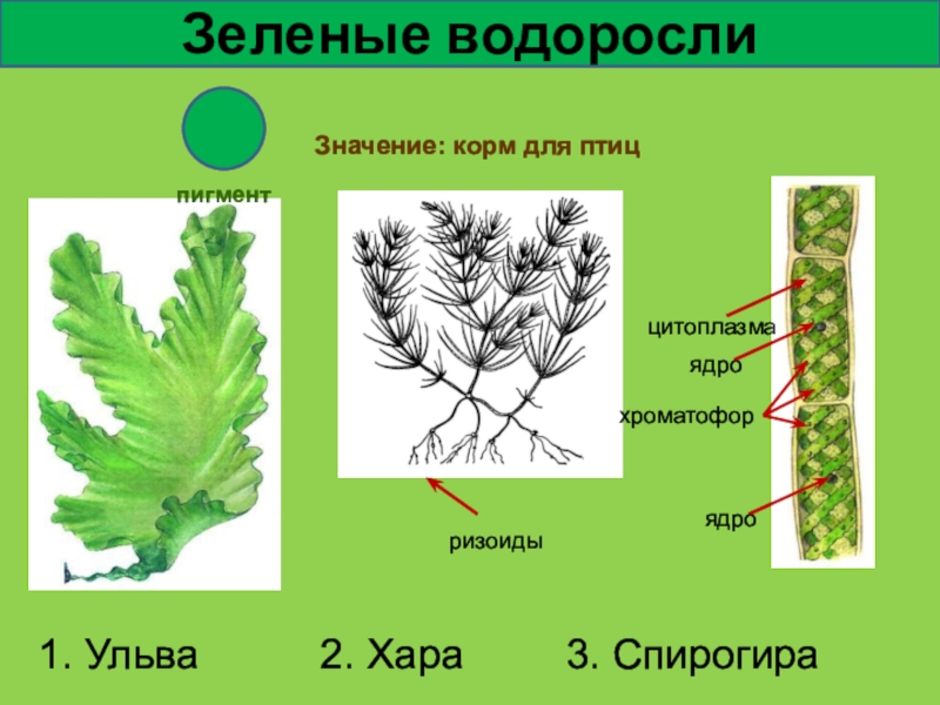 Руки Drawn Эскиз Водоросли — стоковая векторная графика и