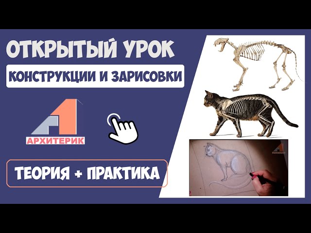 Как нарисовать кота с учетом анатомии🐈 | 🎓 Онлайн