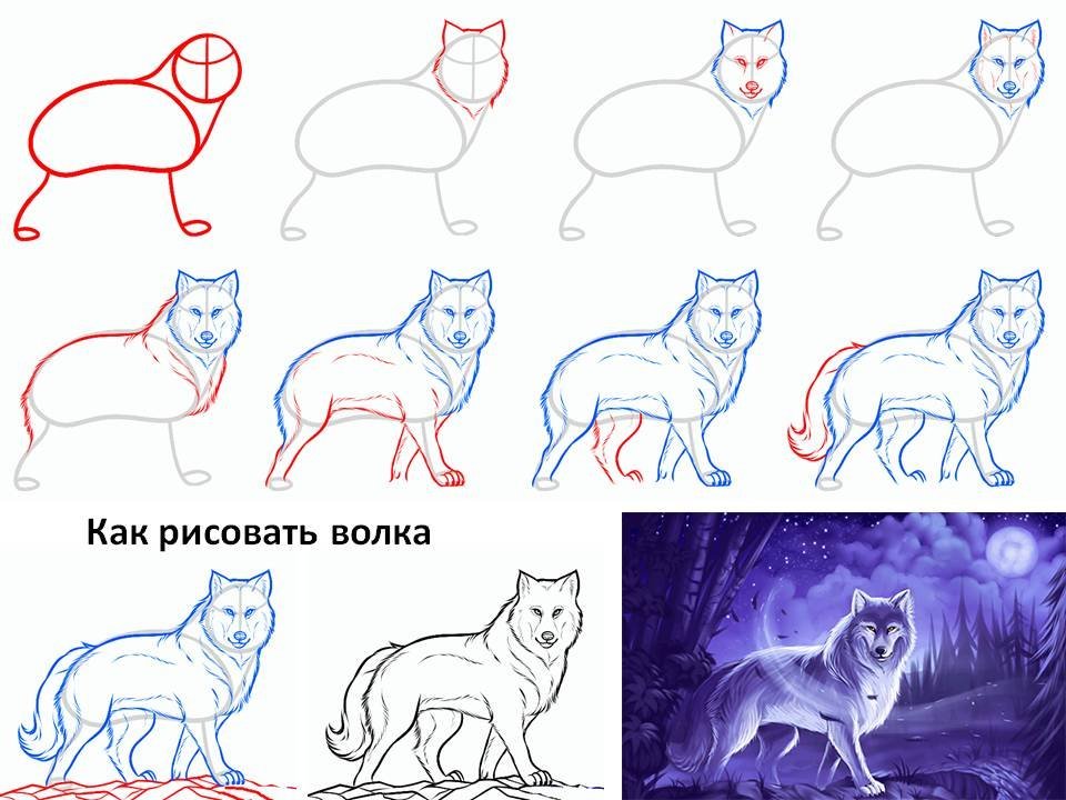 рисунок волка с карандашом и акварелью на белой бумаге