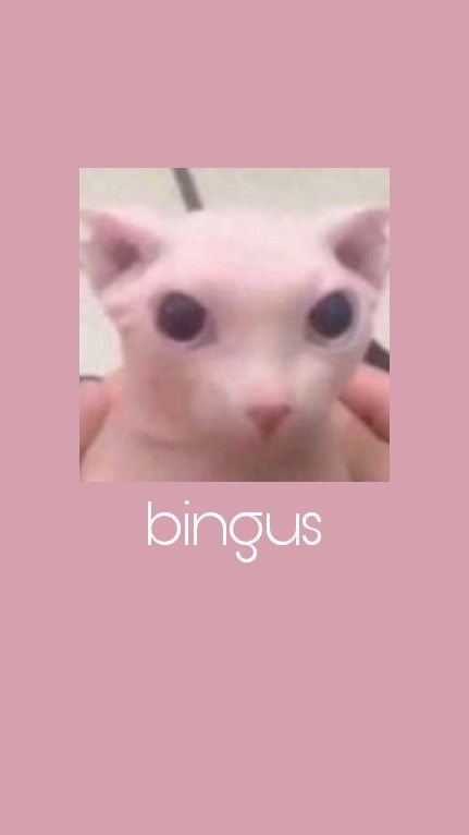 Bingus Cat Meme Retro