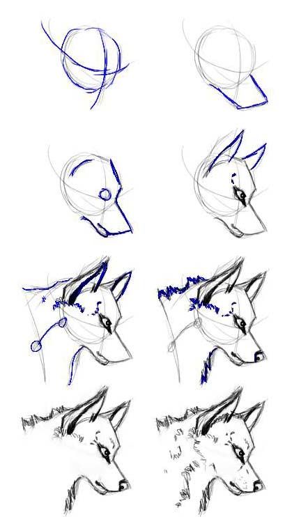 Как нарисовать волка легко злого/How to draw a wolf easy