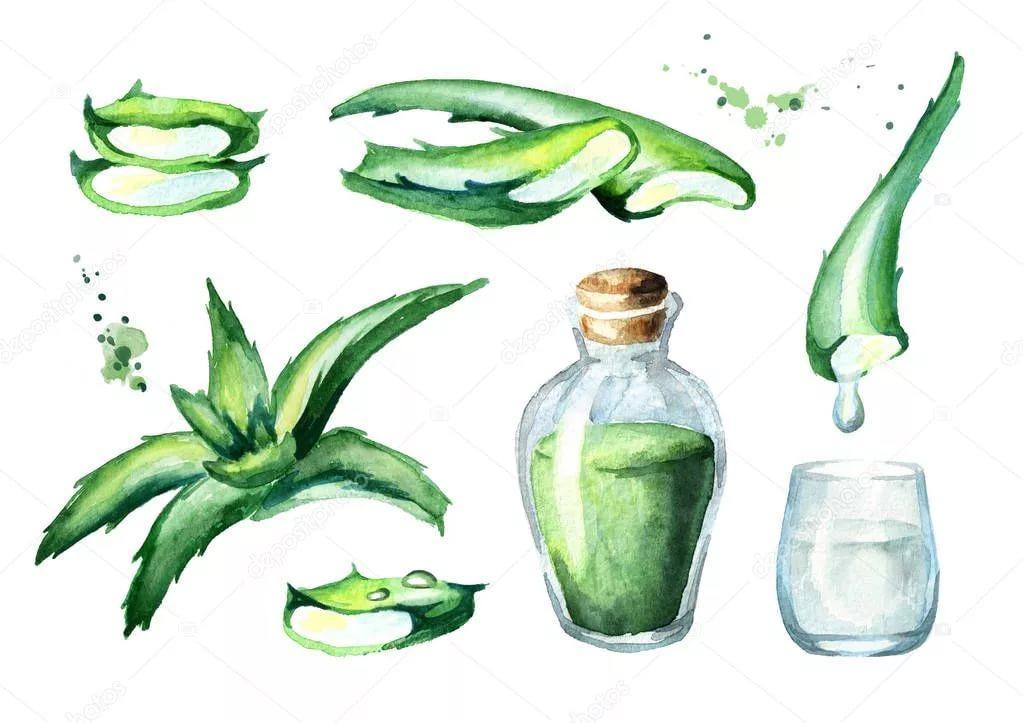 A drawing of a plant with a blue tip that says aloe | Premium