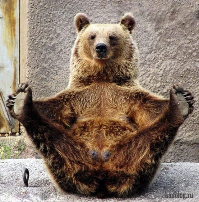 Animals bears funny sitting smiling . Смешные фотографии