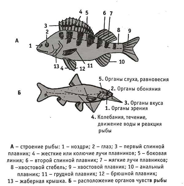 Как сделать человека из бумаги. Пошаговые инструкции +