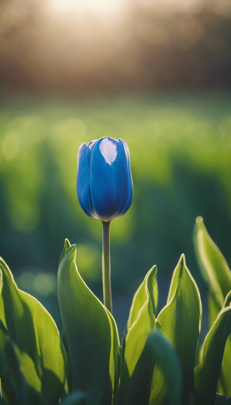 Tulipes Fond d'écran