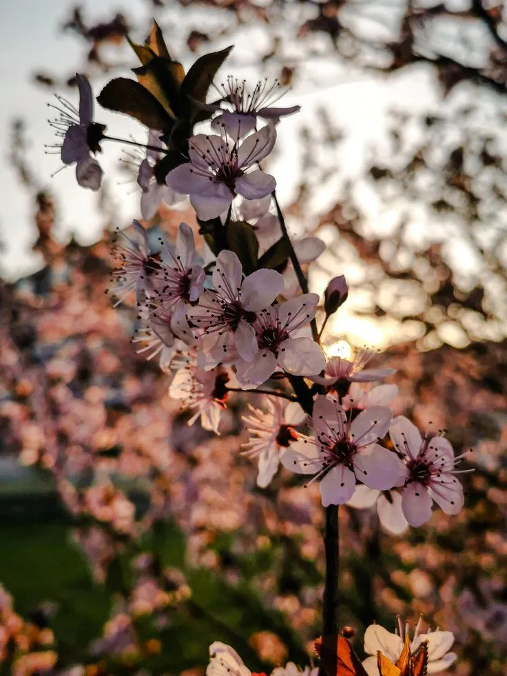 flowers, tulips