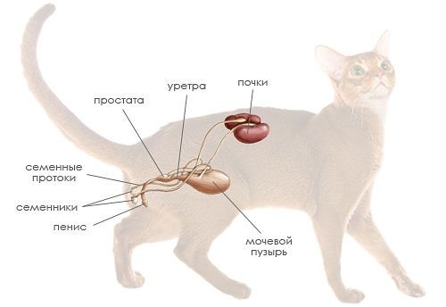 Как я полюбила кота