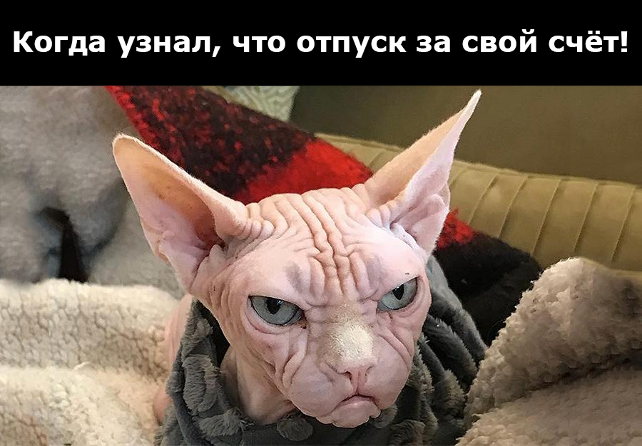 Самые смешные мемы с самыми милыми котами