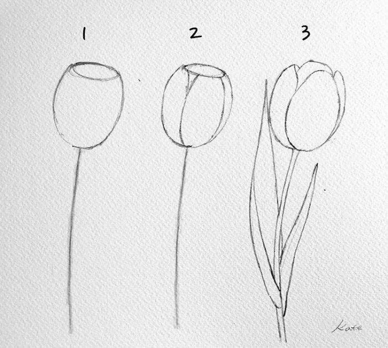 Как нарисовать тюльпан карандашами | How to draw a tulip