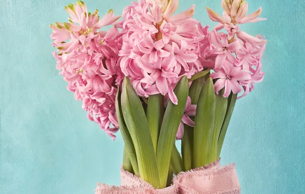 Гиацинт, Hyacinthus, описание, уход, фото