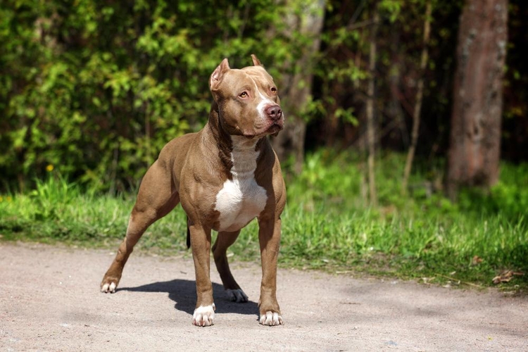 BEAUTIFUL WHITE PITBULL TERRIER Stock