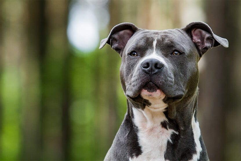 Pitbull Maulkorb für Hunde, Metallmaske, Amstaff sicherer