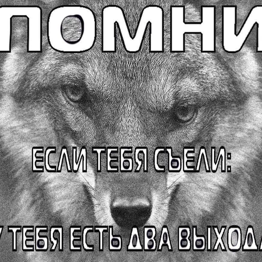 пацанские мемы про волков | Глубокие и душевные цитаты про