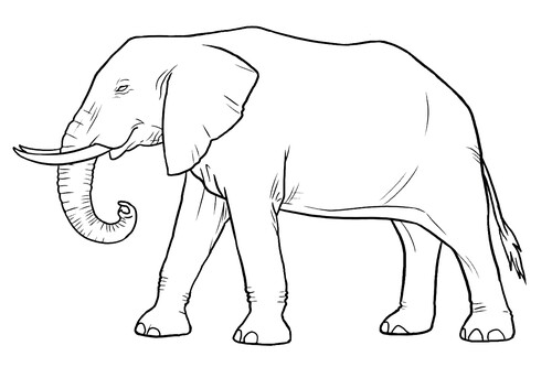 How to Draw Elephant 🐘 Step by Step ‪@APDRAWING‬!! Как