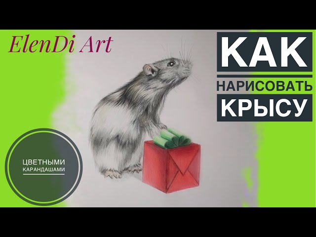 Как нарисовать крысу карандашом поэтапно — Все о тату