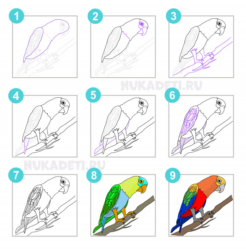 Попугай и Рисунок Карандашом: истории из жизни, советы